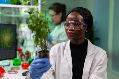 African american biochemist researcher holding genetically modified sapling