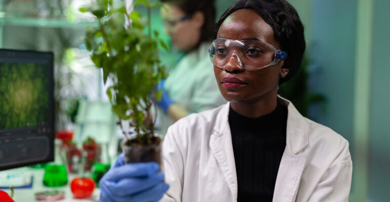 African american biochemist researcher holding genetically modified sapling