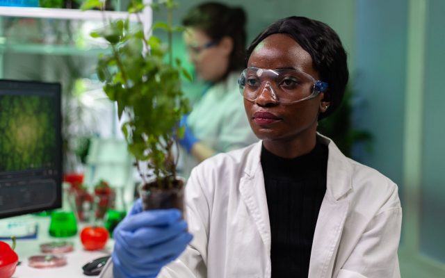 African american biochemist researcher holding genetically modified sapling analyzing gmo green plants during microbiology experiment. Chemist scientist working in biochemistry hospital laboratory